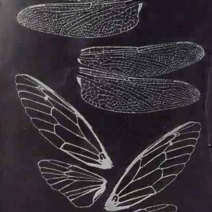 Silkscreen Dragonfly & Cicada Authentic Wings Stencil polymer clay - Create Along 